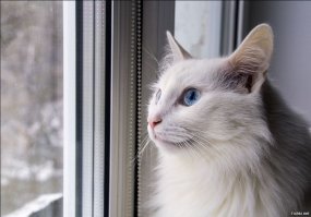 А это мои... Беляночка Маруся в декабре неожиданно заболела (врачи так и не поняли, что произошло) и "ушла" от нас, рыжик Кеша начал очень скучать в одиночестве и в мае было принято решение взять Тимошку (дымчатый с леопёрдовым животиком, на фото он первый день). А голден Марта самая старшая в нашей семье, ей уже 11 лет