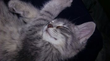 А это мои... Беляночка Маруся в декабре неожиданно заболела (врачи так и не поняли, что произошло) и "ушла" от нас, рыжик Кеша начал очень скучать в одиночестве и в мае было принято решение взять Тимошку (дымчатый с леопёрдовым животиком, на фото он первый день). А голден Марта самая старшая в нашей семье, ей уже 11 лет