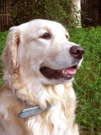 А это мои... Беляночка Маруся в декабре неожиданно заболела (врачи так и не поняли, что произошло) и "ушла" от нас, рыжик Кеша начал очень скучать в одиночестве и в мае было принято решение взять Тимошку (дымчатый с леопёрдовым животиком, на фото он первый день). А голден Марта самая старшая в нашей семье, ей уже 11 лет