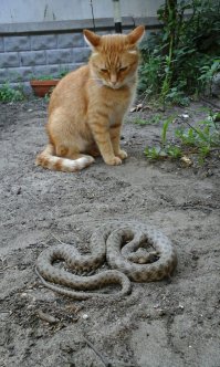 Котопост - это всегда радость