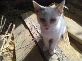 Я тоже на стройке подобрал кошечку. Была больная, с панлейкопенией, но очень ласковая. Решил приютить.