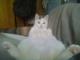 Я тоже на стройке подобрал кошечку. Была больная, с панлейкопенией, но очень ласковая. Решил приютить.