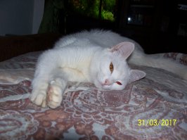 Котопост - это всегда радость