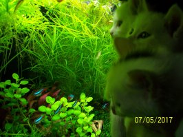 Котопост - это всегда радость