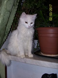 Котопост - это всегда радость