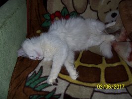 Котопост - это всегда радость