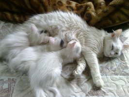 Котопост - это всегда радость