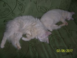 Котопост - это всегда радость