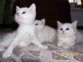 Котопост - это всегда радость