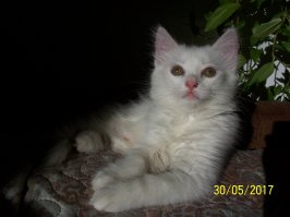 Котопост - это всегда радость