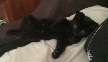 Мой зверюга. 2 месяца и 1 год.