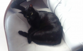 Мой зверюга. 2 месяца и 1 год.