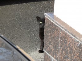 В засаде