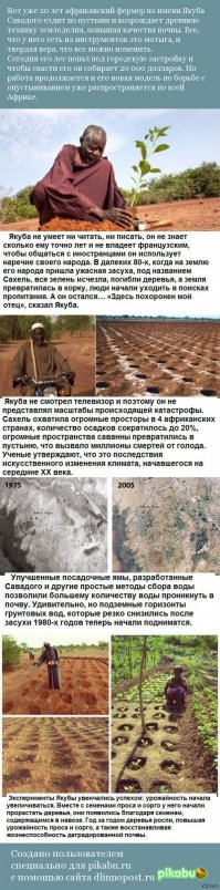 Супруги вырастили в Индии собственный лес