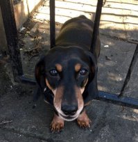 Собаки могут залезть и застрять где-угодно, но этот щенок всех превзошел!