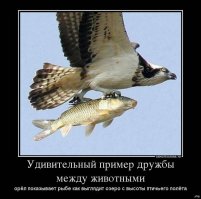 Они так поступают только тогда, когда не могут найти себе орла.