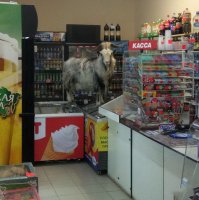 Кто то забыл козла?