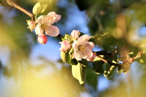 конечно мои поделки и рядом с этими нереальными красотами не стояли, но тем не менее - вчера у родителей в саду в Ленобласти