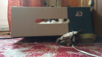 Котопост - это всегда радость