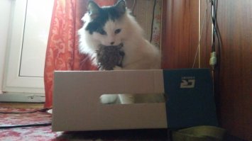 Котопост - это всегда радость