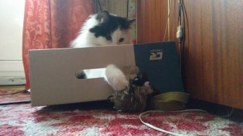 Котопост - это всегда радость