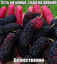 Собрались однажды на даче у знакомого поздно вечером. Пока жены в доме на стол накрывали, мы решили во дворе выпить чуток. На закусь решили использовать тутовник во дворе, но по одной ягодке рвать в темноте нудно. Тогда проявили сообразительность - разложили пленку под деревом и тряхнули его хорошенько. Свалили все в большой таз и сидим ложками наворачиваем под водочку, любуясь луной и звездами, все в планах утром на рыбалку идти.
Тут одна из барышень выходит во двор с фонариком и с фразой "а чего это вы тут едите" светит на наш тазик... И мы смотрим в него, а тутовник весь шевелится!!!
Столько разных насекомых сразу в одном месте я не видел ни до, ни после того случая.