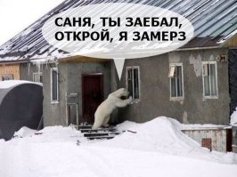 Медведь попытался залезть в дом через окно