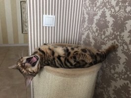 То ли зёв, то ли рёв. Зевающие котики — это страшнее, чем кажется