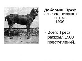 Доберманы не глупые, они -- ярко выраженные холерики и совладать с ними бывает не просто. 
До массового появления немецкой овчарки, доберманы были основной полицейской собакой, в том числе и в России. Почитайте хотя бы про легендарного Трефа. Впрочем, они и сейчас востребованы во многих странах как полицейские собаки (наравне с малинуа). Недостаток у них только один: как и все гладкошерстные собаки, доберманы боятся холода, что и ограничивает их использование в нашем климате.
