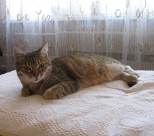 Не верте ветеринарам, которые говорят, что весь букет и что не выживет, выживет! Кошки удивительно сильные и упрямые животные, им просто надо помочь, и потом преданность и любовь вам на всю жизнь! Вот наша то же  в прошлом с полным букетом, такой вот красавицей стала!