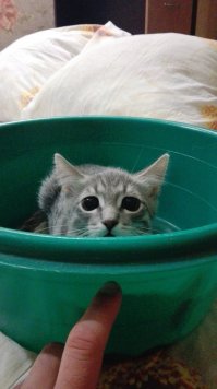 мой серый крыс