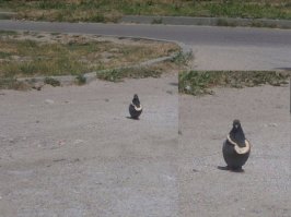 Голубь просёк фишку.