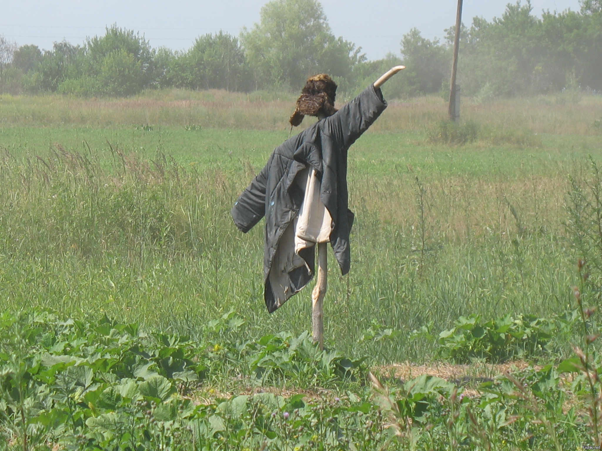 В огороде стоит...