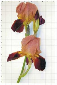 Для этого не обязательно быть художником. Я серьёзно))
Сам лично в детстве так баловался, этот приём отлично знают фальшивомонетчики)) 

Берётся любой произвольный, понравившийся Вам рисунок , который вы хотите перенести на стену, НО уже в увеличенном размере(можно и в оригинальном размере).
Для этого расчерчиваем оригинал в сетку, если в рисунке есть мелкие детали то ширина шага линий 0.5 см. Если нет мелких деталей то по 1 см.
И получается скажем сетка 15х15.
Далее рисуем на стене сетку размерностью 15х15 НО с шириной шага линий какую Вам надо . Предположим Вам изначальный рисунок на стене нужно нарисовать в 5-ть раз больше чем оригинал.Значит  если оригинал разчерчен с размером шага линий 1 см, то на стенке это шаг будет уже 5 см.
Далее я уже в миллиметрах вымерял сколько нужно отступить от края клеточки и соответственно умножал во сколько раз я хотел увеличить рисунок , и потом это значение ставил на большом "рисунке"
И никакого мошенства))