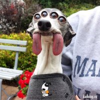 Продам щенков чупакабры 10000 омериканских рублей за штуку. Фото мамы ниже, папа фоткаться не разрешает. Ну ладно сфоткал его спящим.