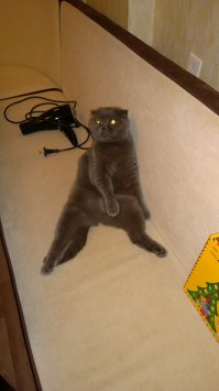 Все вислоухие так сидят...наша тоже практикует)