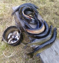 Джеркбайт, спиннербайт.. тьфу американство какое.. Крючок, кусок капрона и живая плотвичка - наше все! Прошлые выходные, в лесу еще сугробы, у берегов лед.. 

Хотя честно признаюсь, на все остальное просто не брала