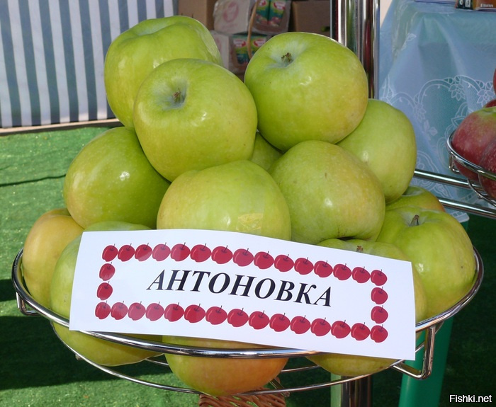 антоновская яблоня