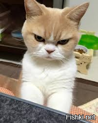 20 вещей, которые поймут только кошатники