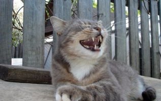 Значение распространенных жестов в разных странах мира,будьте осторожны за бугром