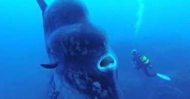 Если зафотошопить рот, то вообще на подводную лодку похожа.. О_О