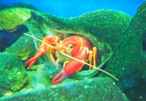 Обычный красный флоридский (калифорнийский) рак. Procambarus clarkii
У меня в аквариуме такой живёт.