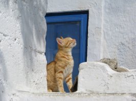 50 котиков, которые больше всего на свете любят погреться на солнце