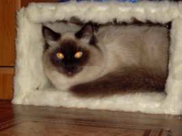 Я зубами как цуцик стучу, скоро челюсть придётся менять, я епатся давно не хочу, от чего же так холодно плять... .