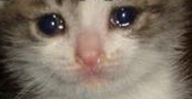 Подборка смешных забавных картинок из Интернета