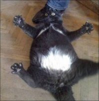 50 котиков, которые больше всего на свете любят погреться на солнце