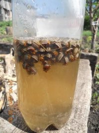 Когда ездил к бабушки то собирали жуков в баку с керосином. А с родителями (3 дачи по 6 соток) просто травили.