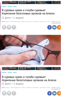 В суровых краях и голуби суровые!  Кормление белоголовых орланов на Аляске