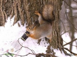 К этой что ли?