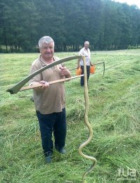 Правда или вымысел: 15 животных-гигантов